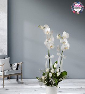 Çiftli Orkide Gönder, Pendik Orkide Siparişi, Pendik Çiçekçi