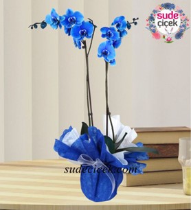 Kartal Çiçekçi, Kartal Çiçek Gönder, Kartal Çiçek Siparişi,