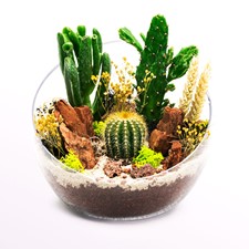 kaktüs teraryum